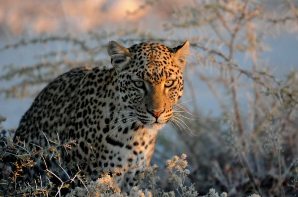 Leopard Leopard Panthera pardus